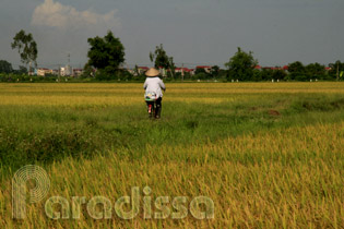 Cycling amid golden ricefields at Van Lam, Hung Yen
