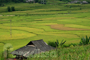 Rice fields at Muong Kim, Than Uyen, Lai Chau