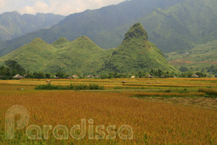 Scenic landscape at the Muong Than Valley, Than Uyen, Lai Chau