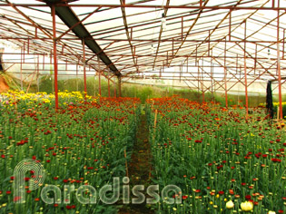 A flower farm near Da Lat, Lam Dong