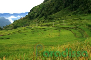 Green rice terraces at Y Ty, Bat Xat, Lao Cai