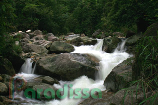 A stream in the forest on the trek to Bach Moc Luong Tu