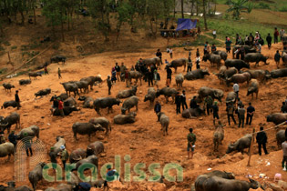 Wate buffalo market at Can Cau