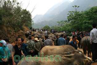 Water buffalo market at Can Cau