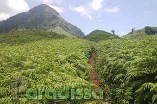 A path through fern bushes