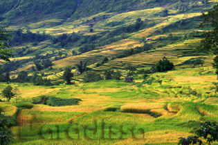 Rice terraces at Y Ty which is 2,000m above sealevel