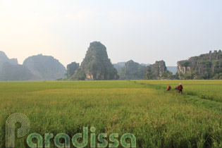 Golden rice fields at Tam Coc, Ninh Binh, Vietnam