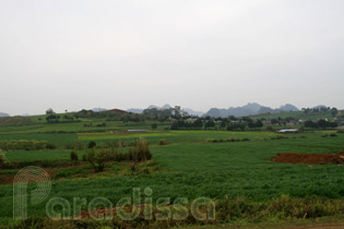 Green farms at Moc Chau