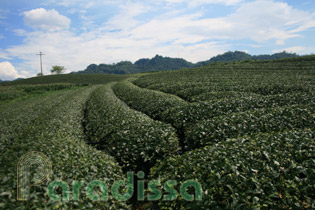 Moc Chau tea plantations