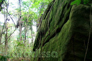 A huge boulder in the forest of Mount Pha Luong