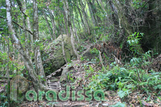 A bamboo ladder on the path to the top of Pha Luong