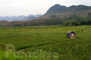 Idyllic landscape at Yen Chau, Son La