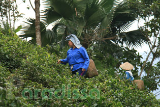 Picking tea leaves