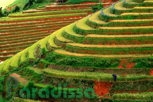 Golden rice terraces at Mu Cang Chai