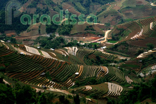 Jaw-dropping rice terraces at Mu Cang Chai