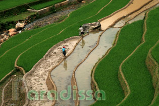 Locals at work on captivating rice terraces