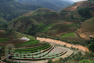 Rice terraces at La Pan Tan, Mu Cang Chai