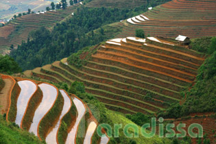 Rice terraces at La Pan Tan, Mu Cang Chai