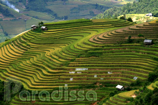 Mu Cang Chai rice terraces