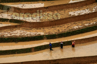 Rice terraces at La Pan Tan, Mu Cang Chai