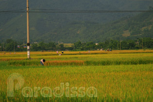 Nghia Lo, Muong Lo Valley