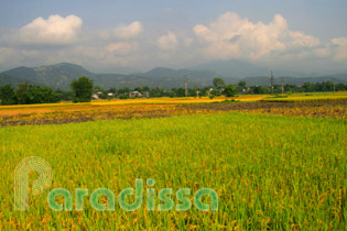 Muong Lo Valley Muong Lo Valley