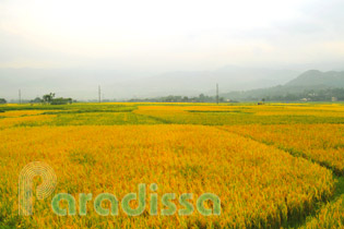 Rice fields at Nghia Lo, Muong Lo