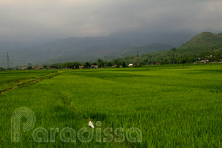 Green rice at the Muong Lo Valley, Nghia Lo, Yen Bai, Vietnam