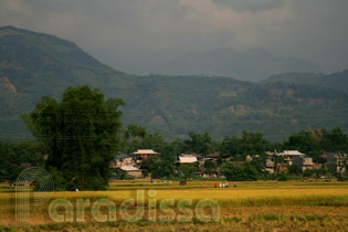 Golden rice fields at the Muong Lo Valley, Nghia Lo