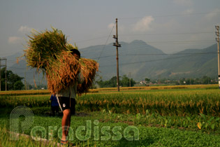 Havesting rice at the Muong Lo Valley, Nghia Lo