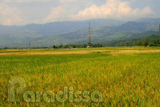 Muong Lo Valley, Nghia Lo, Yen Bai, Vietnam