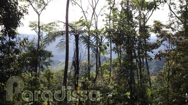 A view of the surroundings in a thin forest on the trek