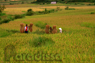 Golden rice terraces at Tu Le