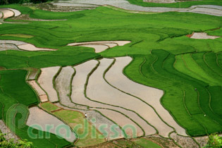 Stunning rice terraces at Tu Le - Khau Pha