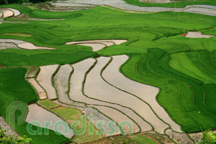 Stunning rice terraces at Tu Le - Khau Pha