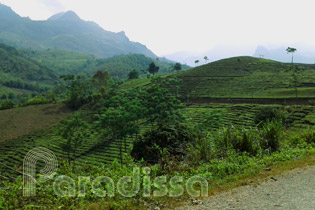 Tea plantations at Suoi Giang, Van Chan