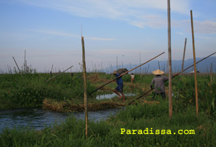 Floating gardens on Inle