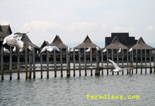 Pigeons on Inle Lake