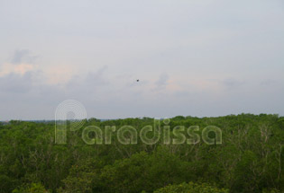 La réserve d'oiseaux de Bac Lieu La réserve d'oiseaux de Bac Lieu
