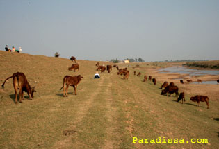 la digue du fleuve Rouge dans la province de Bac Ninh