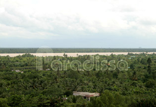 Coconut forests in Ben Tre