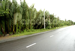 Roads in Ben Tre are lined with coconut forests Roads in Ben Tre are lined with coconut forests