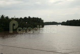 Mekong River branches are flanked by forests of coconuts at Ben Tre