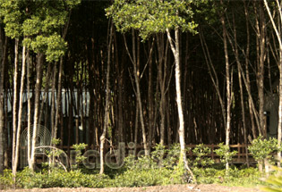 Parc National de Mui Ca Mau