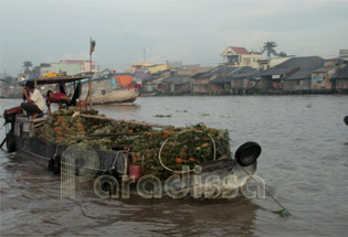 Pine apple - Cai Rang Floating Market - Can Tho