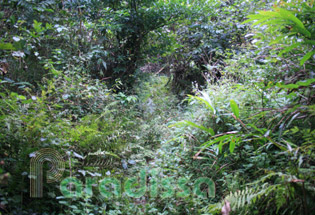 Route de randonnée la forêt à proximité du village de Na Nieng