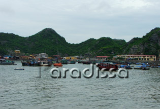 Cat Ba Island Fish Harbor