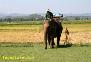 Promenade à dos d'éléphant au lac Lak