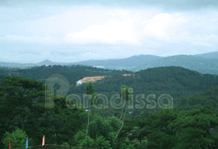 La forêt à la ville de Da Lat, Lam Dong, Vietnam