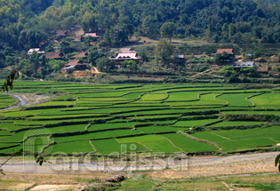 Tuan Giao rice field, Dien Bien Province